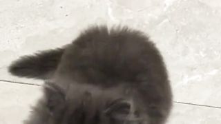 Pawlease_Feed_Me Funy_Cat_Moments
