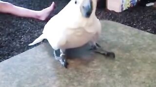 dancing parrot.