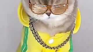 New stylish cats