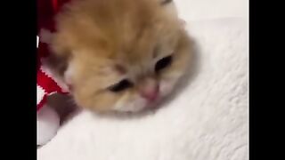 Funny Cats & Baby Kittens