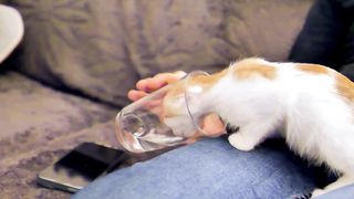 Drinking Cat