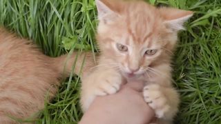 Cat Therapy