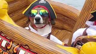 cute dog's video