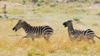 Cheetahs High speed hunters