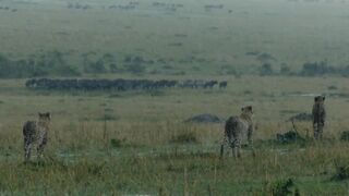 Cheetahs High speed hunters
