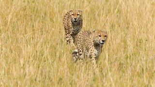Cheetahs High speed hunters