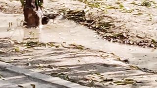 Bird's shower