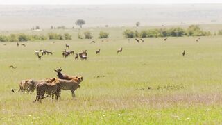 Cheetahs High speed hunters