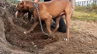 Dog in action