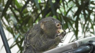 Monkey