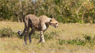 Cheetahs High speed hunters