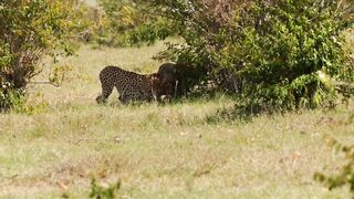 Cheetahs High speed hunters