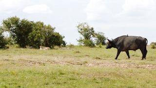 Cheetahs High speed hunters