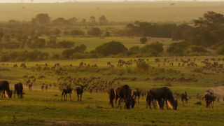 Cheetahs High speed hunters