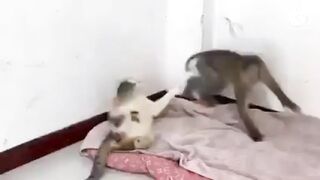 Funny video Cate and mankey