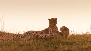 Cheetahs High speed hunters