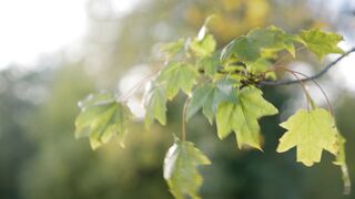 Leafs