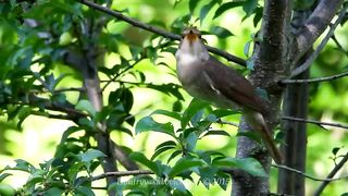 The best bird song
