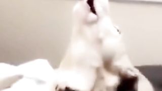 Cute dogs and chat funny????????????video