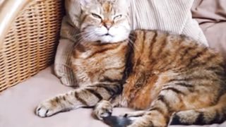 Beautiful Cat feeling sad |loneliness