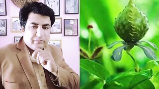 Lady beetle Revenge