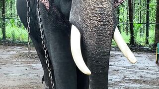 10 Interestin Facts About Elephants