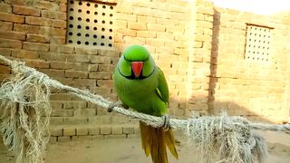 Mitthu Ringneck parrot speaking Green parrots
