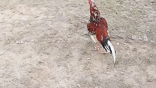 The beautiful chicken ????????????