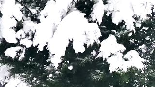 Snow uttarakhand