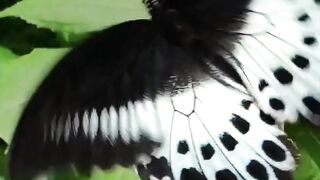 top interesting Facts about Butterflies