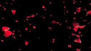 Valentine Roses
