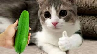 Funniest Animals 2023 ???? Funniest Cats and Dogs ????????