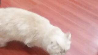 Cat enjoy