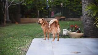 Dog_Stock_Footage