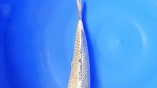 KOI fish ogon