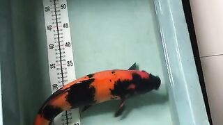 Koi fish hi utsuri