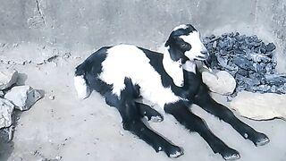 Goat funny video