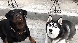 Best funny videos best comedy 2023