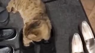 Funniest cats ????