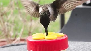 bird feed | bird flying video |follow