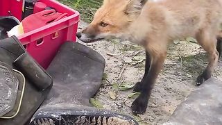 wild fox, the machinations of food.