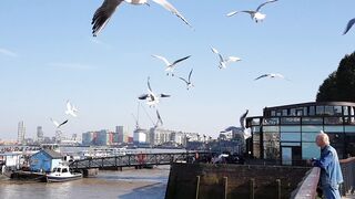 seagulls
