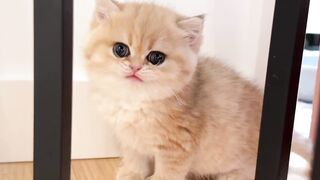 Cute Little Kitty