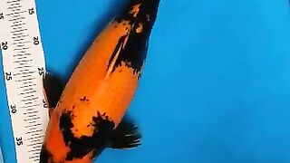 Koi fish hi utsuri