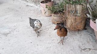 Goldon chicken