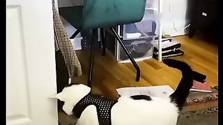 funny animals