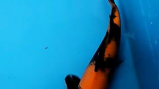 Hi utsuri koi fish