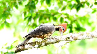 Art of bird