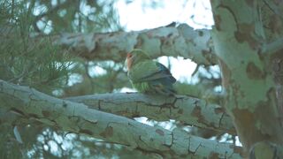 Morning birds