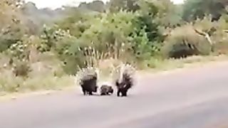 Love ❤️ of parents in animals